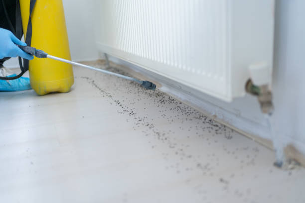 Best Termite Control Services  in Spring Lake, NC
