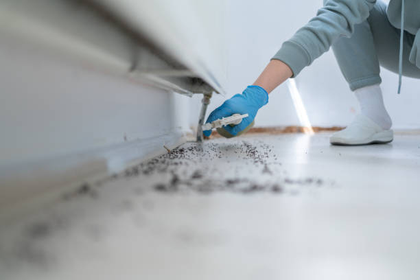 Flea Control Services in Spring Lake, NC